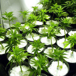 Indo Glow Perlite Soil Conditioner 250 GM for hydroponics and horticulture.