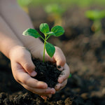 Close-up of rich black soil vermicompost, perfect for nourishing potted plants.