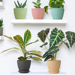Stylish modern black plastic flower pot with a plant, highlighting its sleek matte finish.