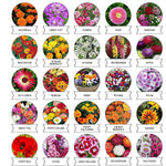 20-in-1 flower seed variety pack for diverse garden plantings