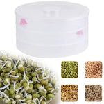 White 3 compartment sprout maker with mung beans inside, ready for sprouting.