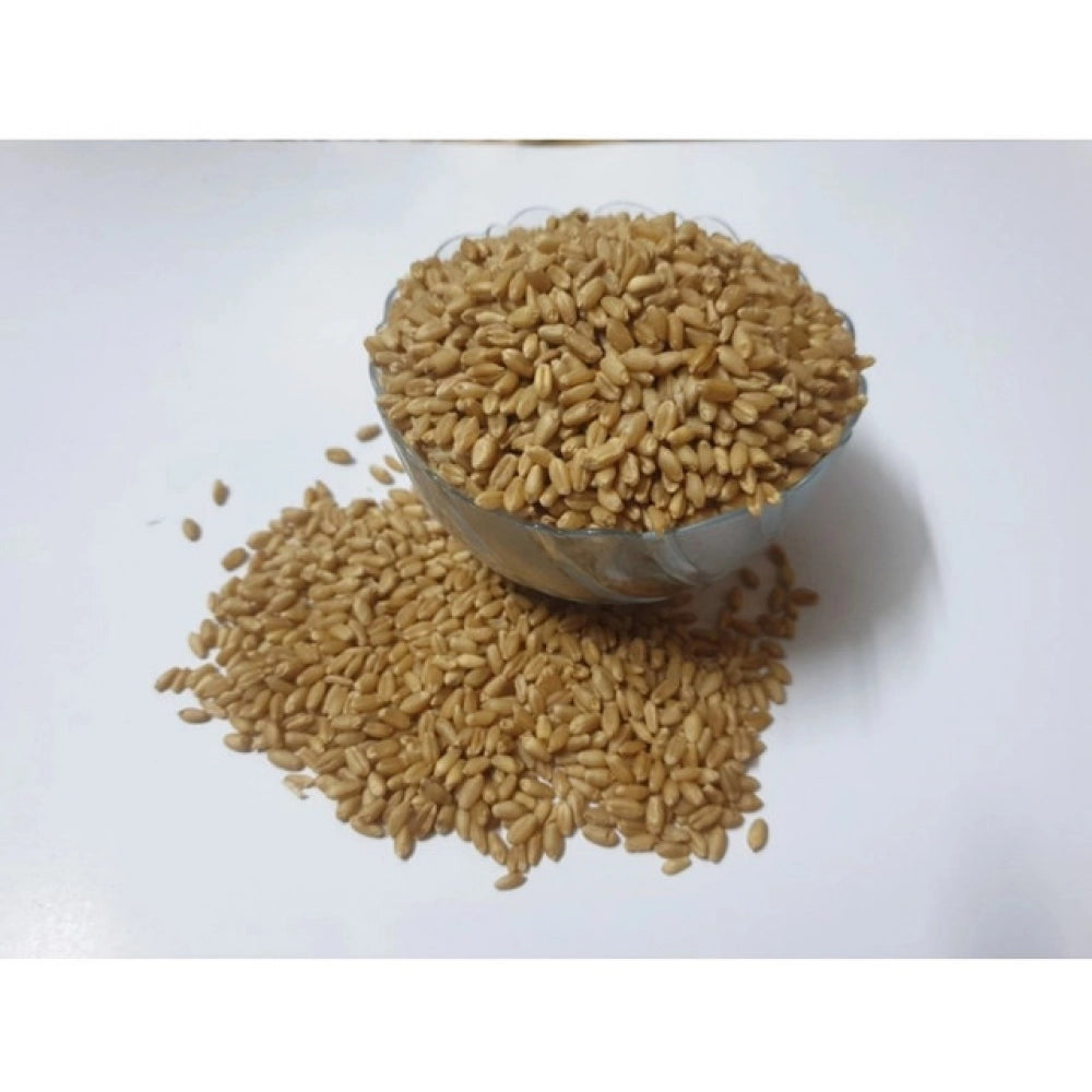 Wheatgrass Microgreen Seeds €“ Easy to Grow, Quick Harvest
