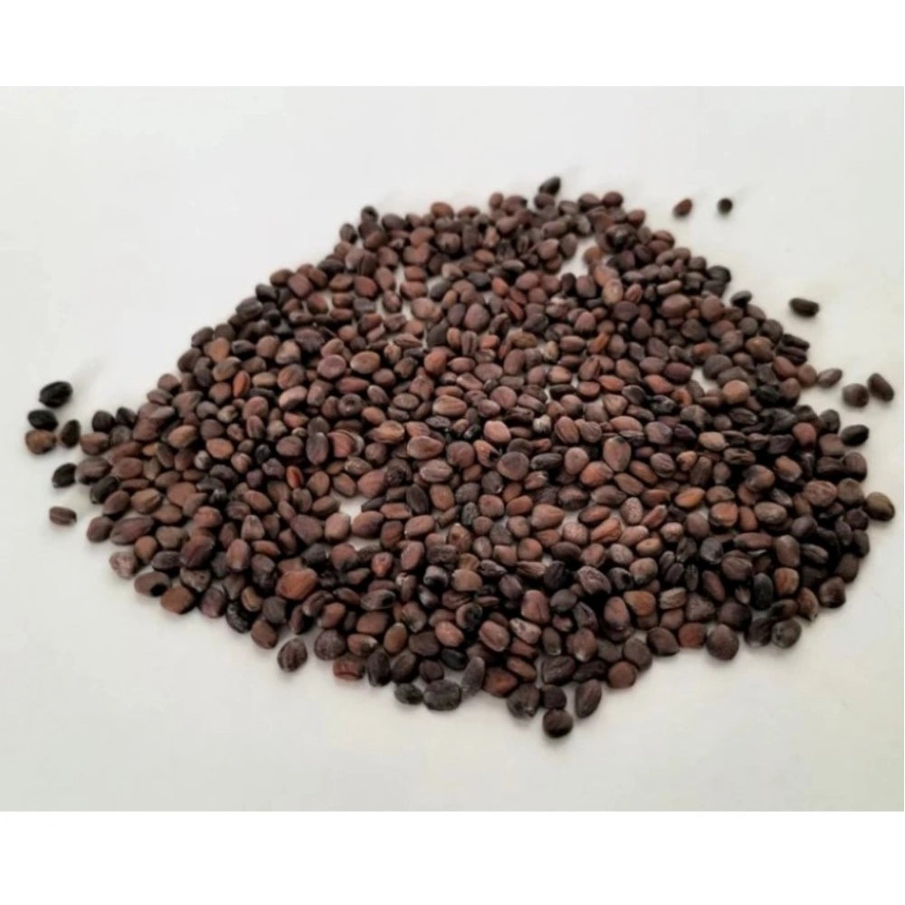 Sango Radish Microgreen Seeds €“ Quick Harvest, Suitable for Any Space
