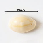 traditional kaudi shells for worship