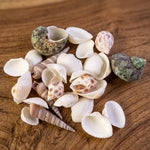 Top-down view of assorted natural decorative seashells for home styling