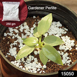 Indo Glow Perlite used in container gardening for improved drainage.